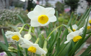 Vâng lời